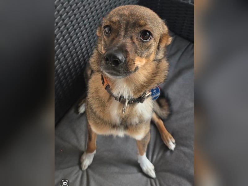 Fine sucht Zuhause bei liebevollen Hundekennern