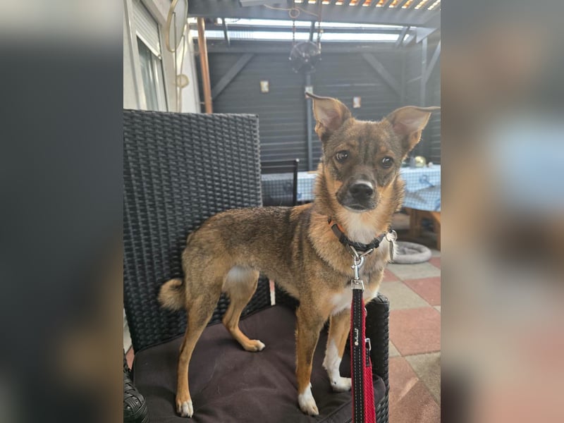 Fine sucht Zuhause bei liebevollen Hundekennern