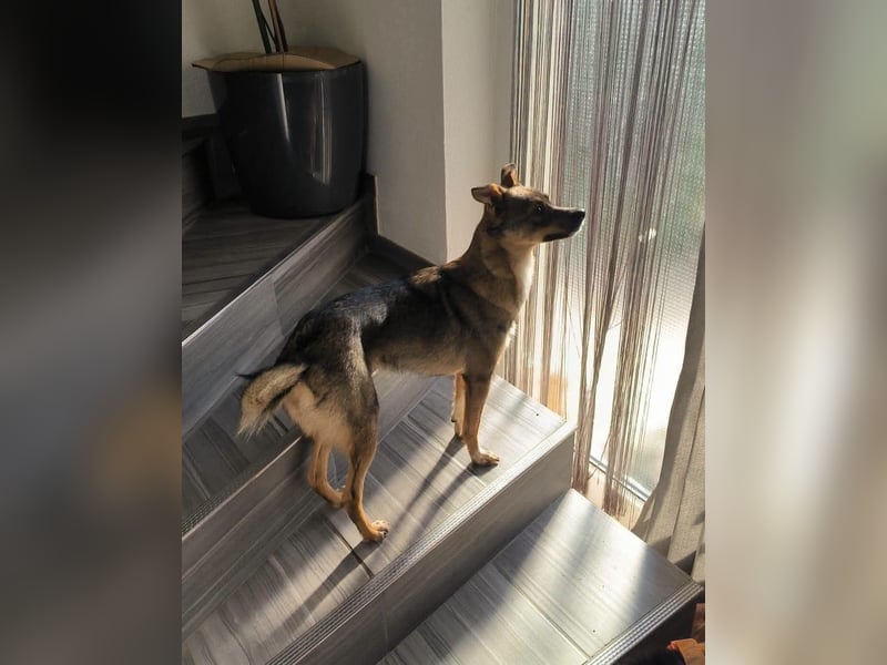 Fine sucht Zuhause bei liebevollen Hundekennern
