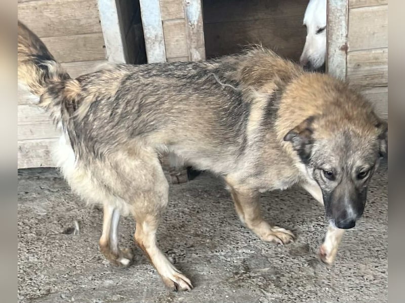 Amira, 3 Jahre, Zuhause gesucht