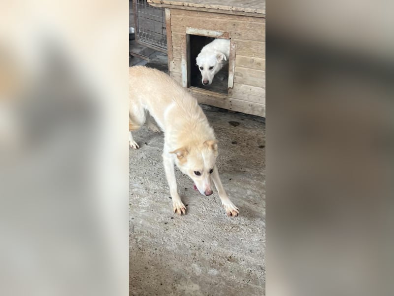 Amaya, 3 Jahre, sucht ihre Menschen