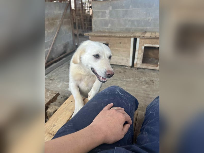 Amaya, 3 Jahre, sucht ihre Menschen