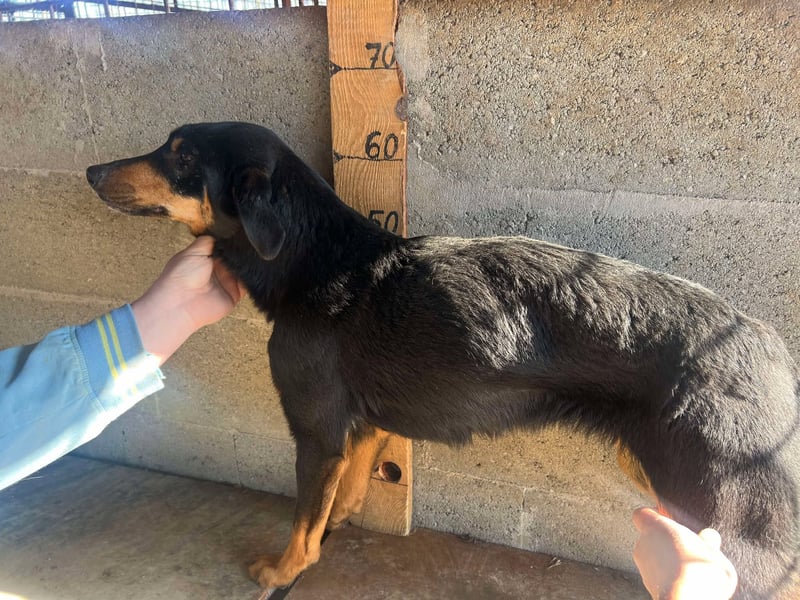 Zauberhafte Hazel, 4 Jahre, Bracke, auf Körbchensuche