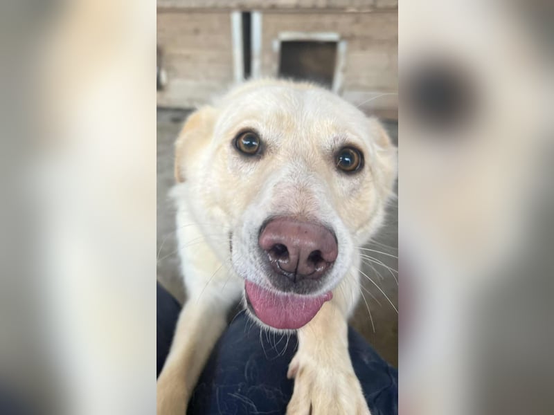 Amaya, 3 Jahre, sucht ihre Menschen