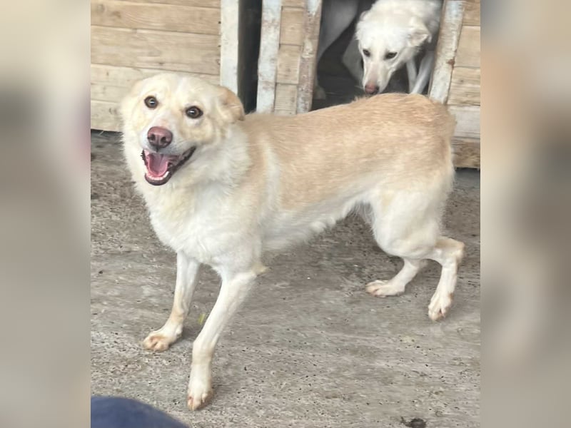 Amaya, 3 Jahre, sucht ihre Menschen