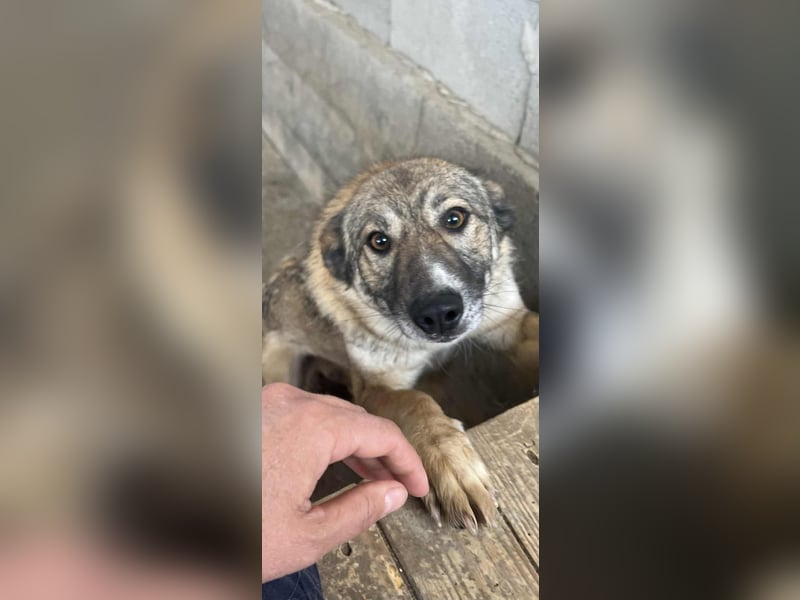 Amira, 3 Jahre, Zuhause gesucht