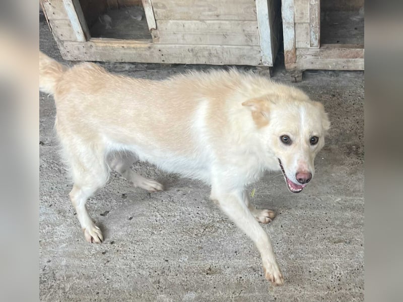 Amaya, 3 Jahre, sucht ihre Menschen