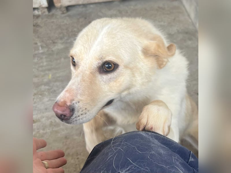 Amaya, 3 Jahre, sucht ihre Menschen