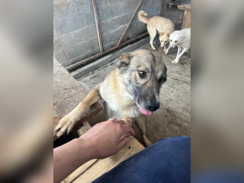 Amira, 3 Jahre, Zuhause gesucht