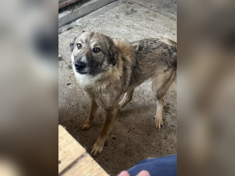 Amira, 3 Jahre, Zuhause gesucht