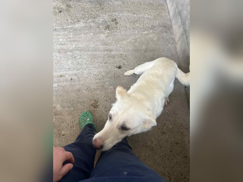 Amaya, 3 Jahre, sucht ihre Menschen