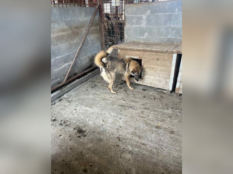 Amira, 3 Jahre, Zuhause gesucht