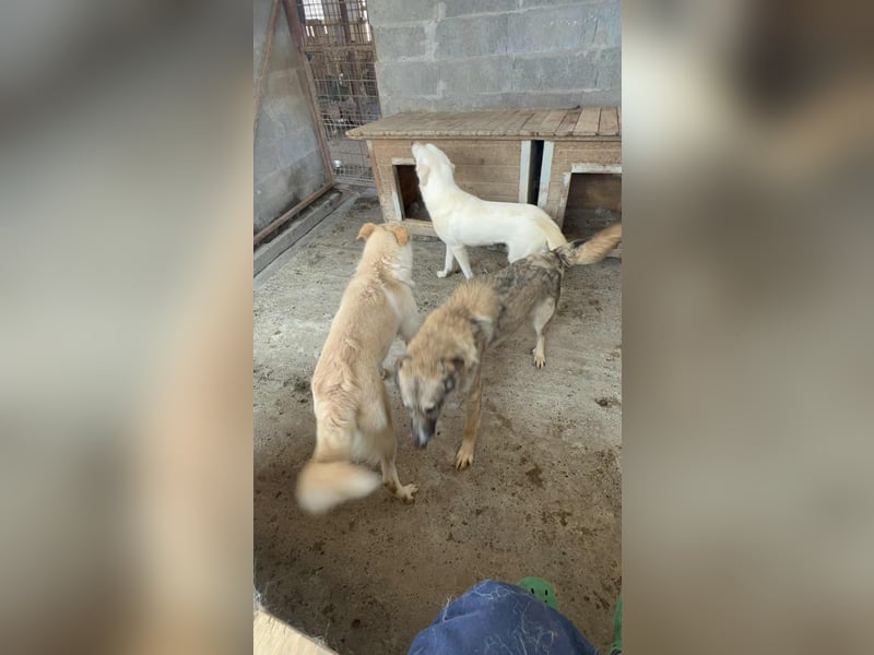 Amira, 3 Jahre, Zuhause gesucht