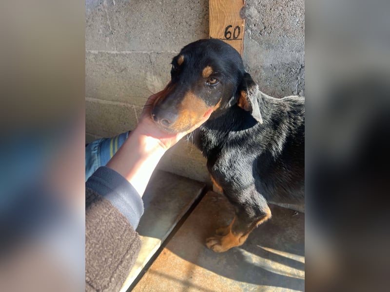 Zauberhafte Hazel, 4 Jahre, Bracke, auf Körbchensuche