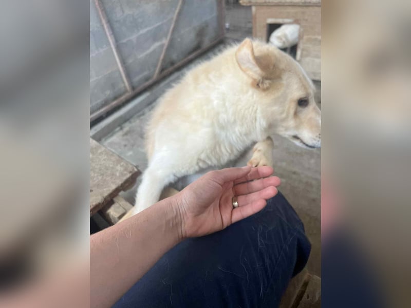 Amaya, 3 Jahre, sucht ihre Menschen