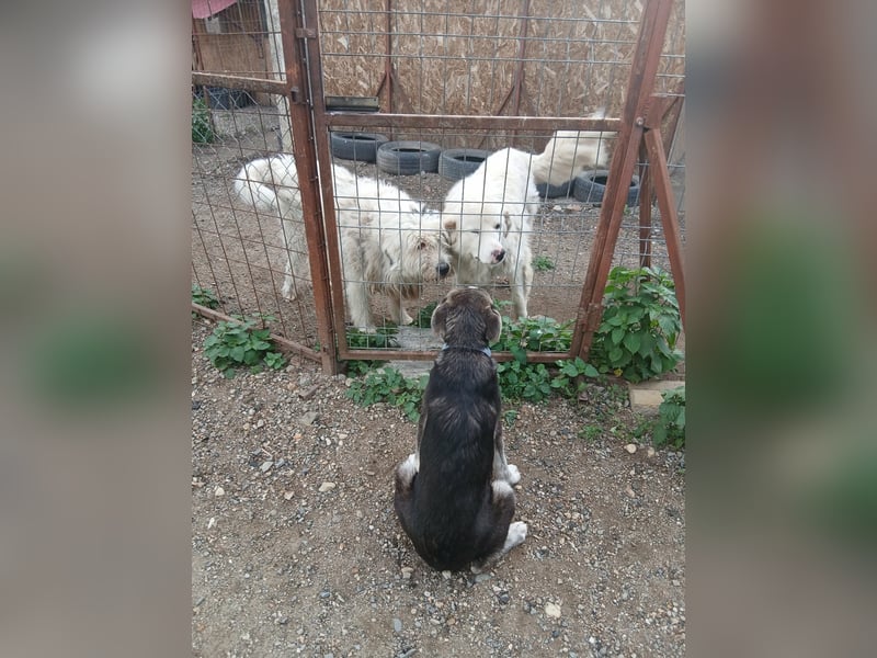 Grace sucht ihr Für-Immer-Zuhause