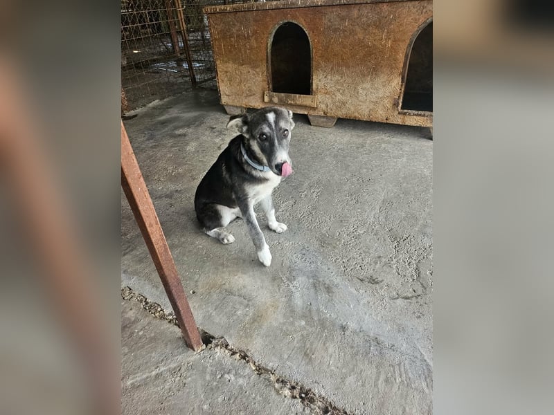 Grace sucht ihr Für-Immer-Zuhause