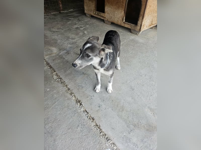 Grace sucht ihr Für-Immer-Zuhause