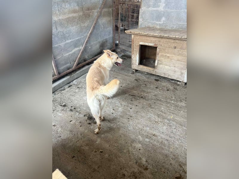 Amaya, 3 Jahre, sucht ihre Menschen