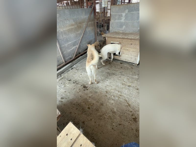 Amaya, 3 Jahre, sucht ihre Menschen