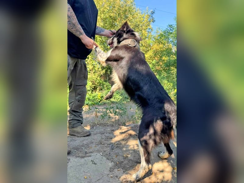 Victor ist ein ukrainischer Straßenhund:  mutig, clever und selbstbewußt