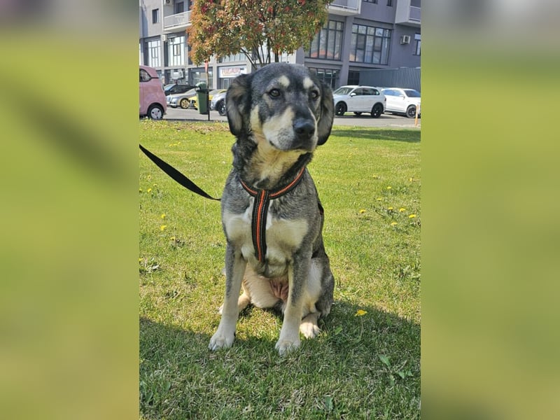 Alice 50cm geb. 04/2024 ist eine tolle Familienhündin