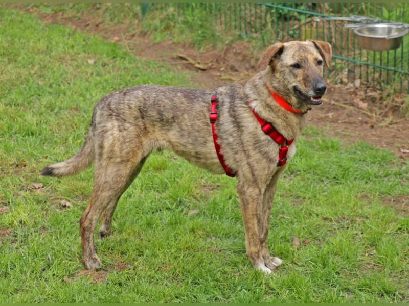 Gambit 55cm geb. 07/2024 sucht ein ruhiges Zuhause bei einfühlsamen Menschen