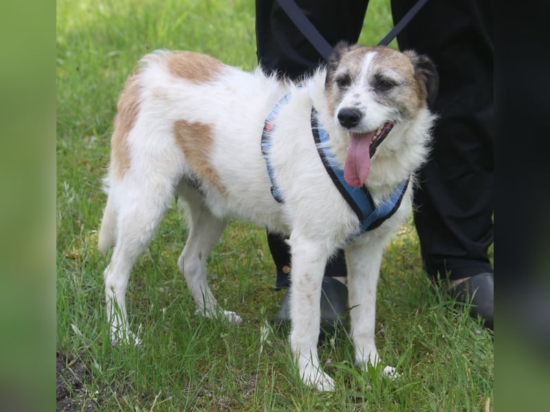 Willow 48cm geb. 07/2023 ist ein fröhlicher Familienhund
