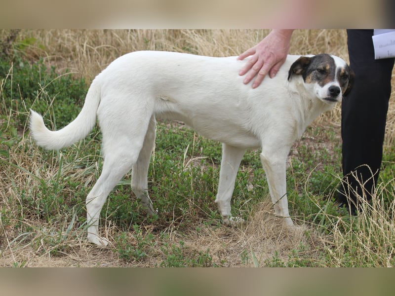 Lassie 50cm geb. 12/2022 - eine bezaubernde Familienhündin