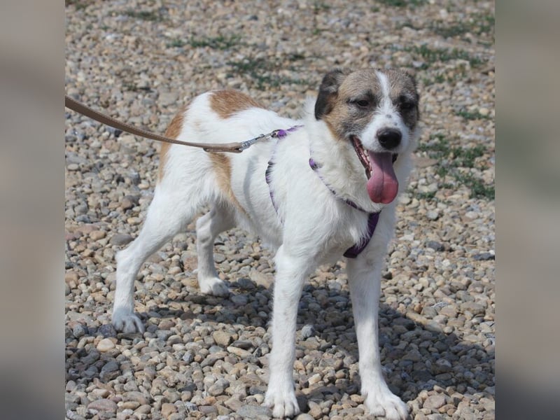 Willow eignet sich gut als Familienhund