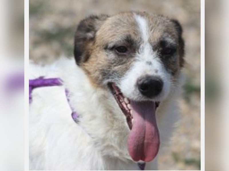 Willow eignet sich gut als Familienhund