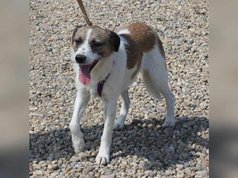 Willow eignet sich gut als Familienhund