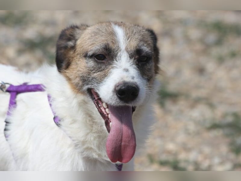 Willow eignet sich gut als Familienhund