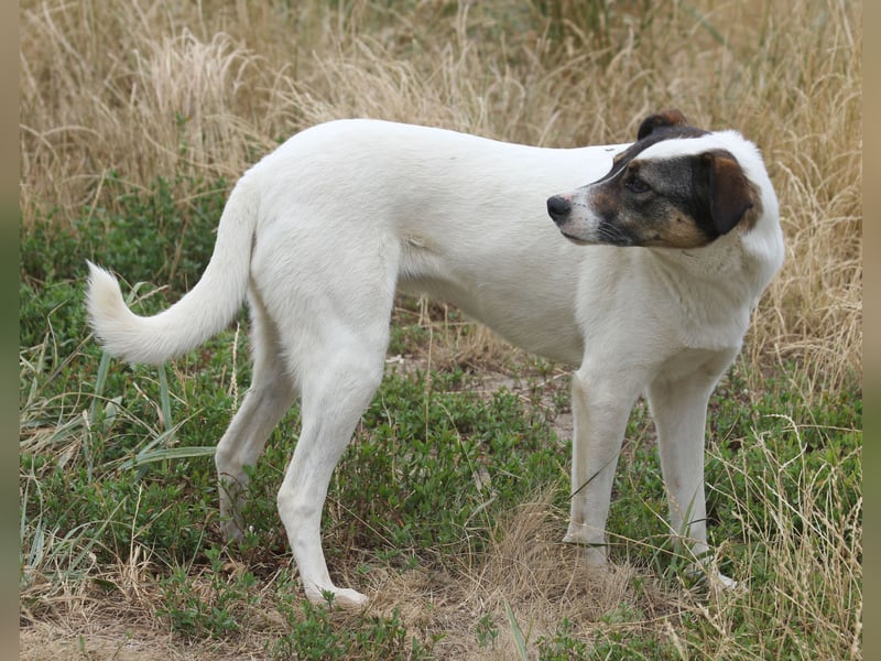 Lassie 50cm geb. 12/2022 - eine bezaubernde Familienhündin