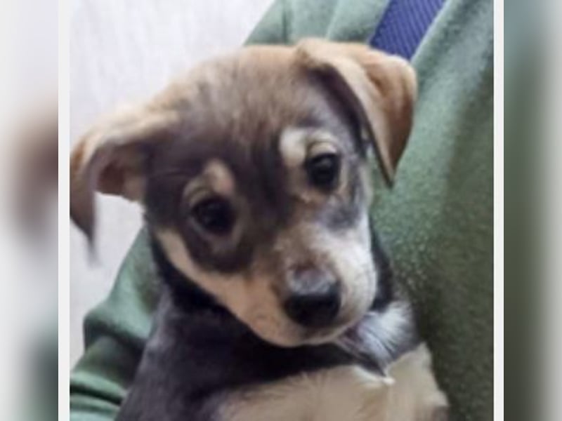 Welpe Mia geb. 09/2025 kann im Januar ausreisen