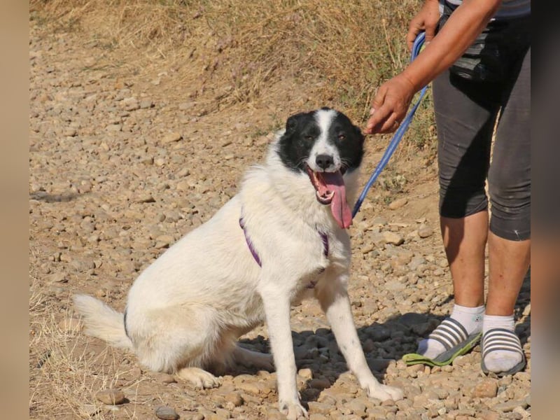 Riven 50cm geb. 06/2024 sucht seine Menschen fürs Leben
