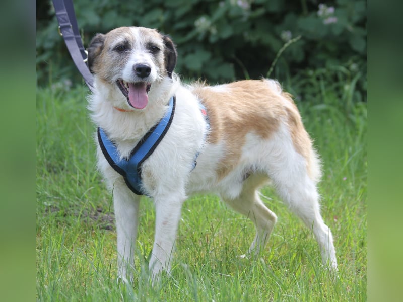 Willow 48cm geb. 07/2023 ist ein fröhlicher Familienhund