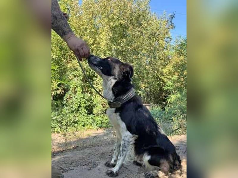 Victor ist ein ukrainischer Straßenhund:  mutig, clever und selbstbewußt
