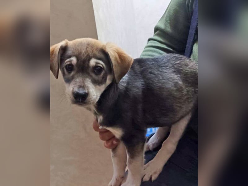 Welpe Mia geb. 09/2025 kann im Januar ausreisen