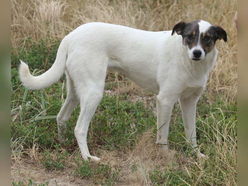 Lassie 50cm geb. 12/2022 - eine bezaubernde Familienhündin