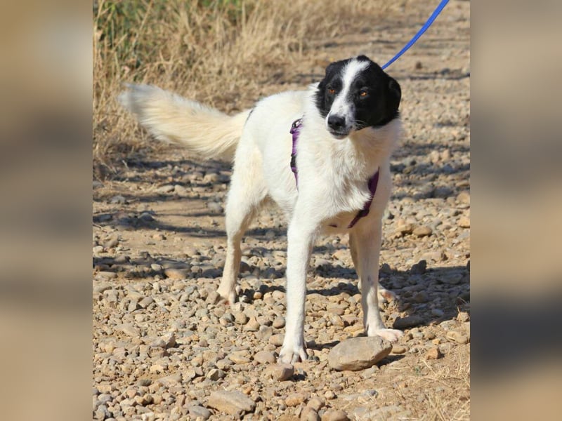 Riven 50cm geb. 06/2024 sucht seine Menschen fürs Leben