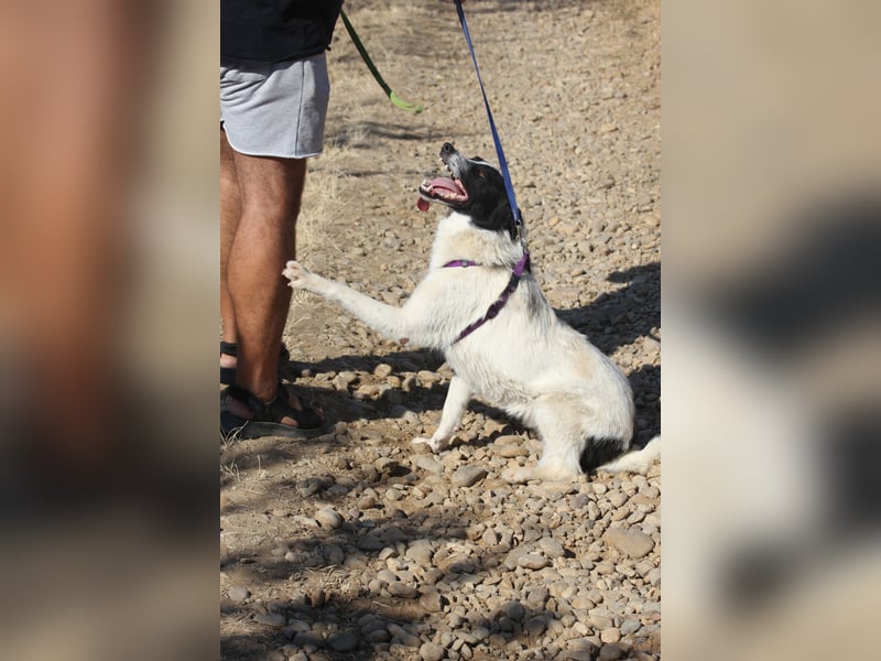 Riven 50cm geb. 06/2024 sucht seine Menschen fürs Leben