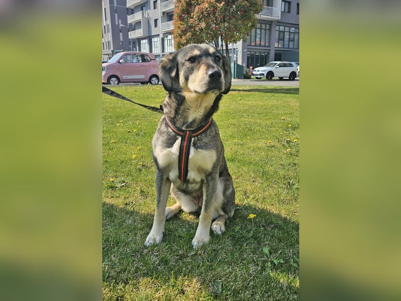 Alice 50cm geb. 04/2024 ist eine tolle Familienhündin