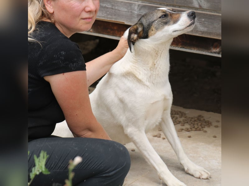 Lassie 50cm geb. 12/2022 - eine bezaubernde Familienhündin