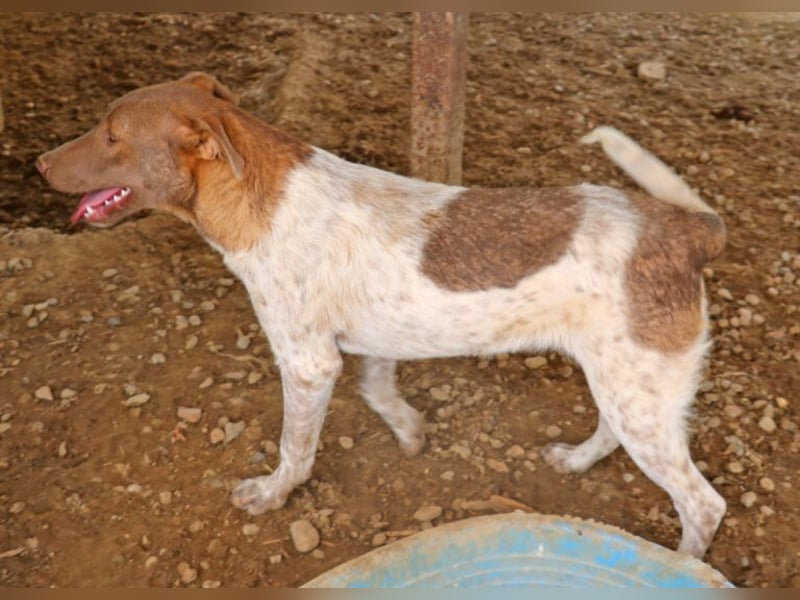 Der bildschöne Taavi ist ein Laufhund