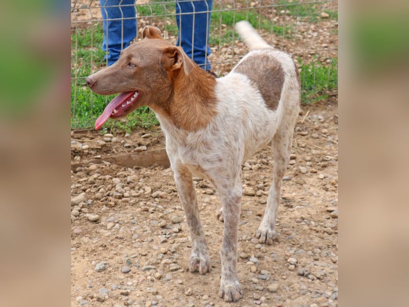Der bildschöne Taavi ist ein Laufhund