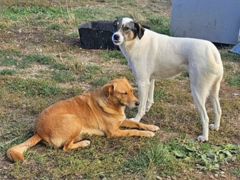 Lassie 50cm geb. 12/2022 - eine bezaubernde Familienhündin