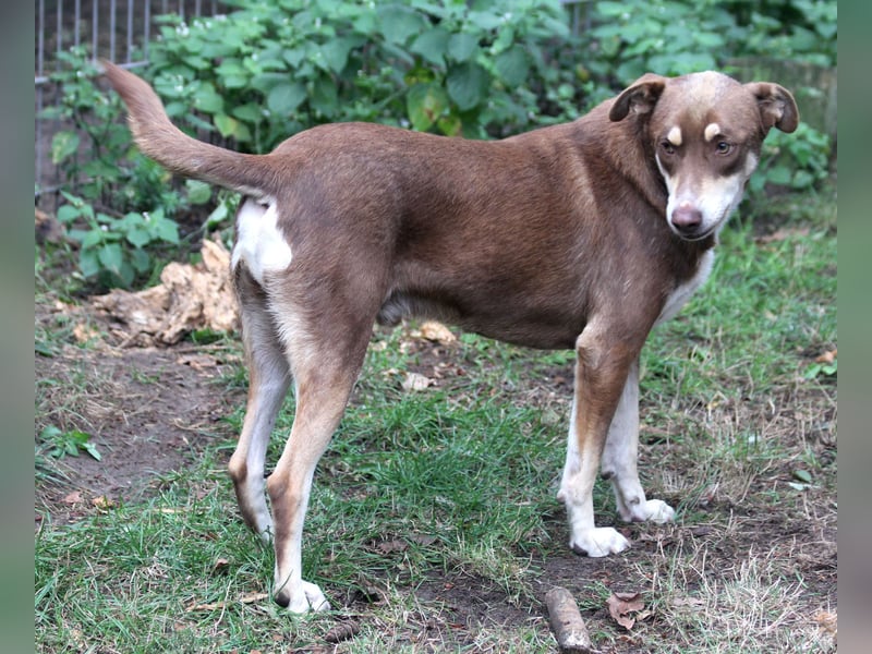 Nero – ein freundlicher Herzenshund wartet in 31636 Linsburg (Lkr. Nienburg/Weser)