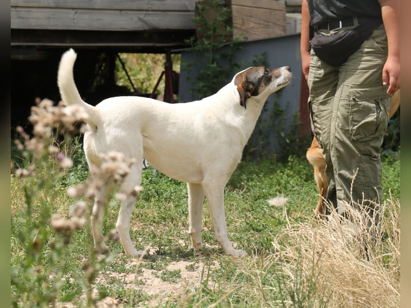 Lassie 50cm geb. 12/2022 - eine bezaubernde Familienhündin