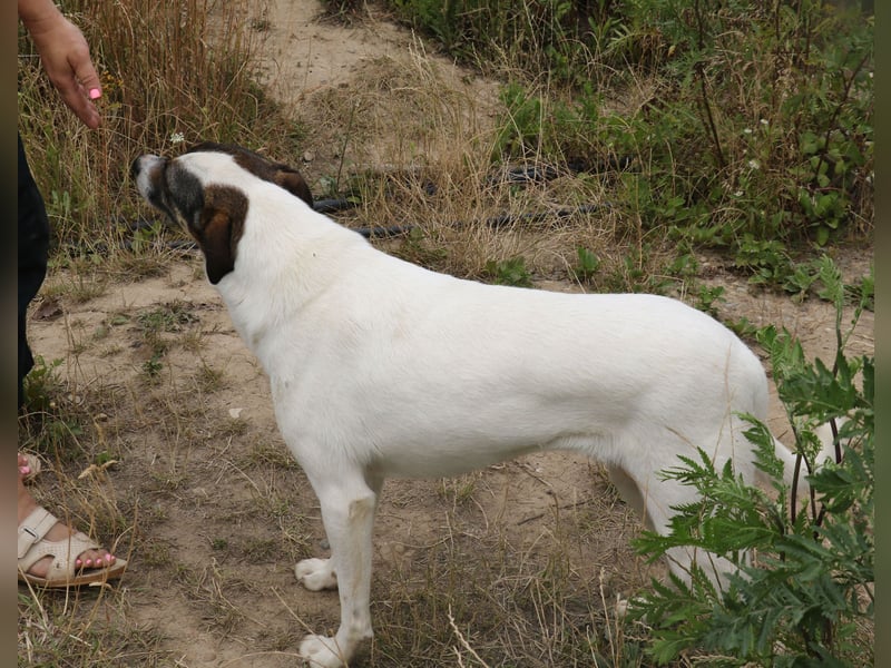 Lassie 50cm geb. 12/2022 - eine bezaubernde Familienhündin